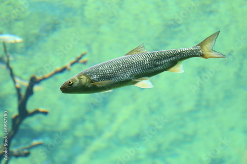 Fish swimming in river
