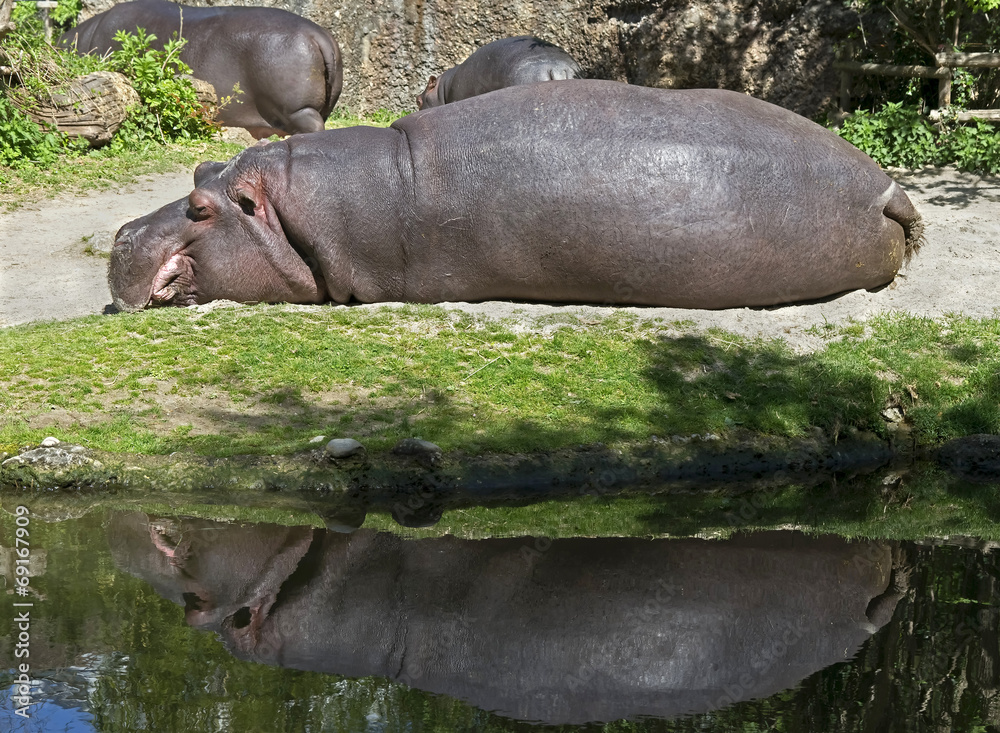 Hippopotamus