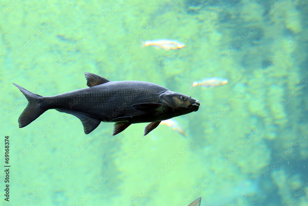 Fototapeta premium Trout swimming in river