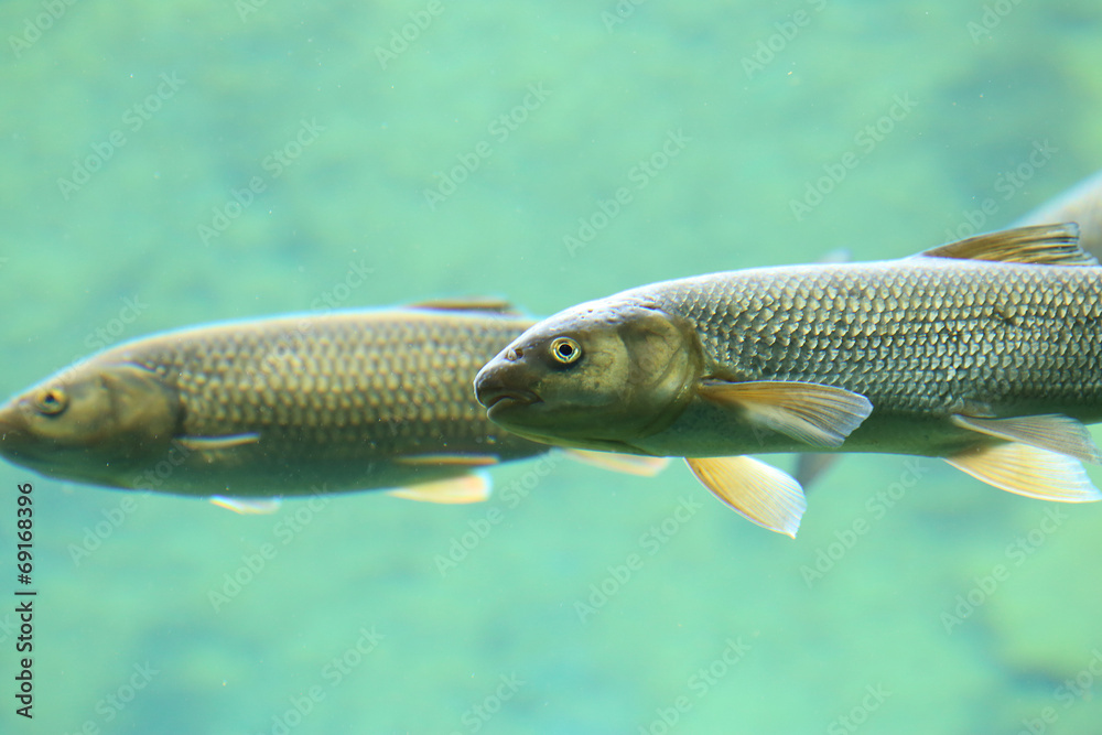 Fish swimming in river foto de Stock | Adobe Stock