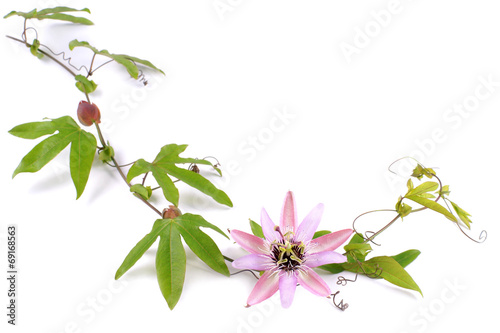 Billede på lærred Passion Flower (Passiflora L.) on a white background