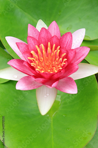 Red water-lily