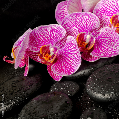 Beautiful spa setting of blooming twig stripped violet orchid (p
