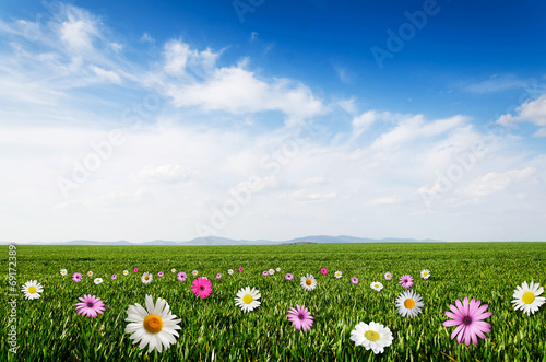 daisy and pink flower field