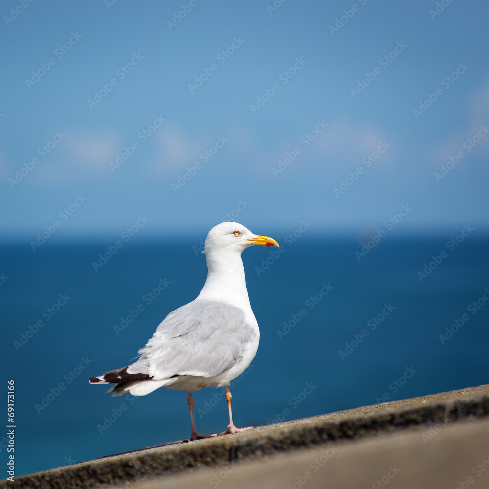 Fototapeta premium Seagull standing over blue sky and ocean isolated.