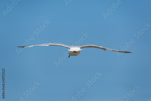 Seagull flying over blue sky isolated.