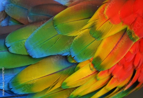 Macaw Feathers (Rainbow) © michaelfitz