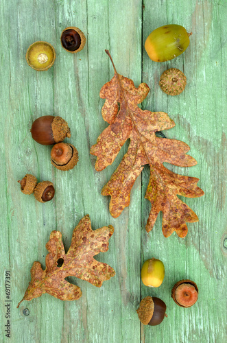 Fotografi Garry Oak leaves and acorns