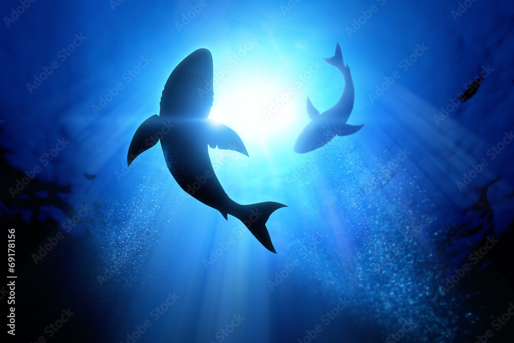 Obraz premium Wielkie białe rekiny