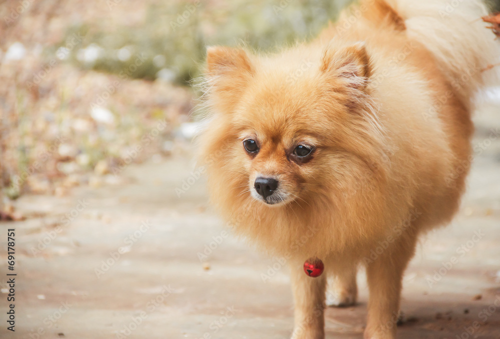 Older pomeranian best sale