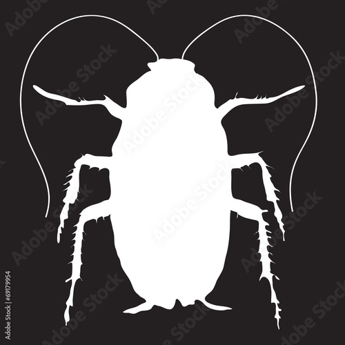 big cockroach