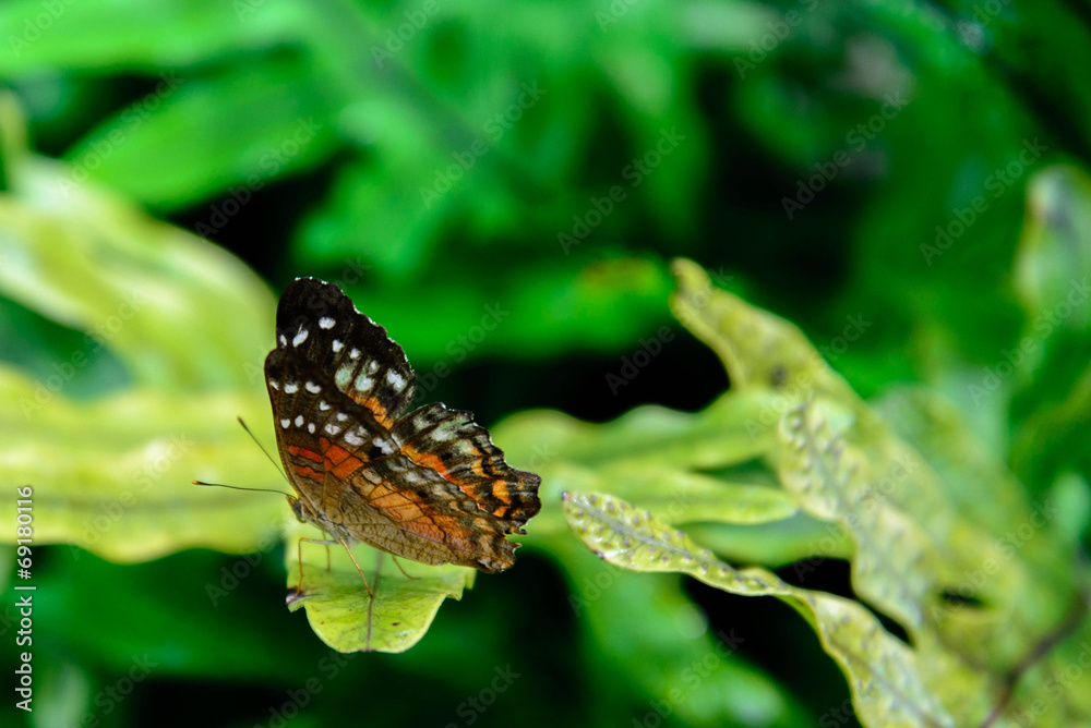 Red Peacock butterfly in nature Red Peacock butterfly in nature