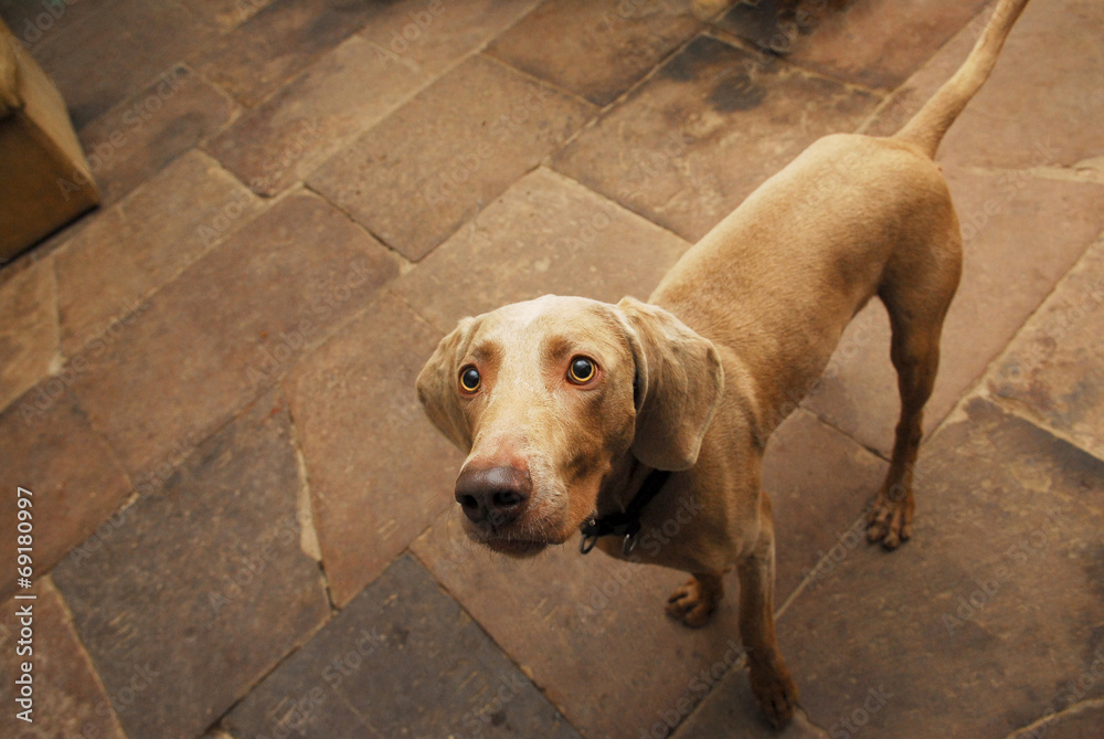 animal, dog, hunting, weimaraner, brown