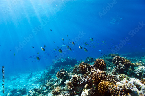 Coral reef underwater #69181331