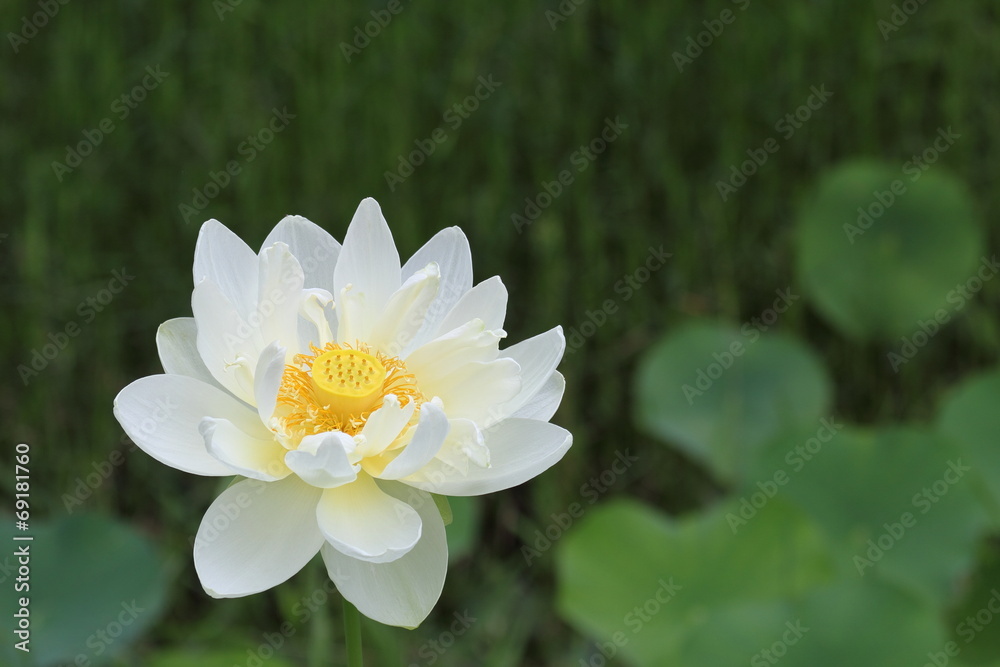 白い蓮の花 白い蓮の花