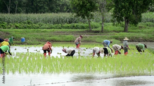 Group of farmer working hard on rice field