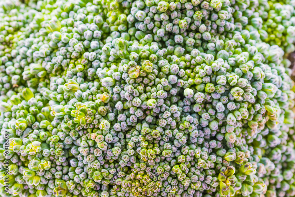 Close up broccoli Close up broccoli