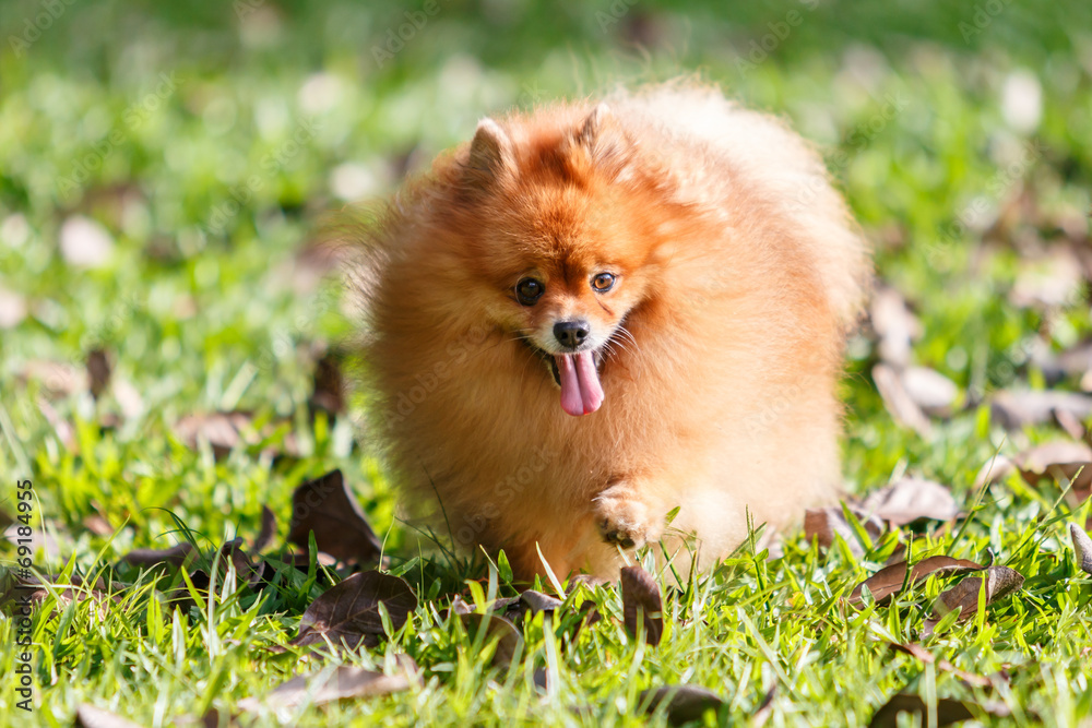 Pomeranian dog walking on green grass in the garden