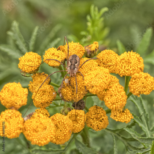 Daddy Longleg Spider on Tansy photo