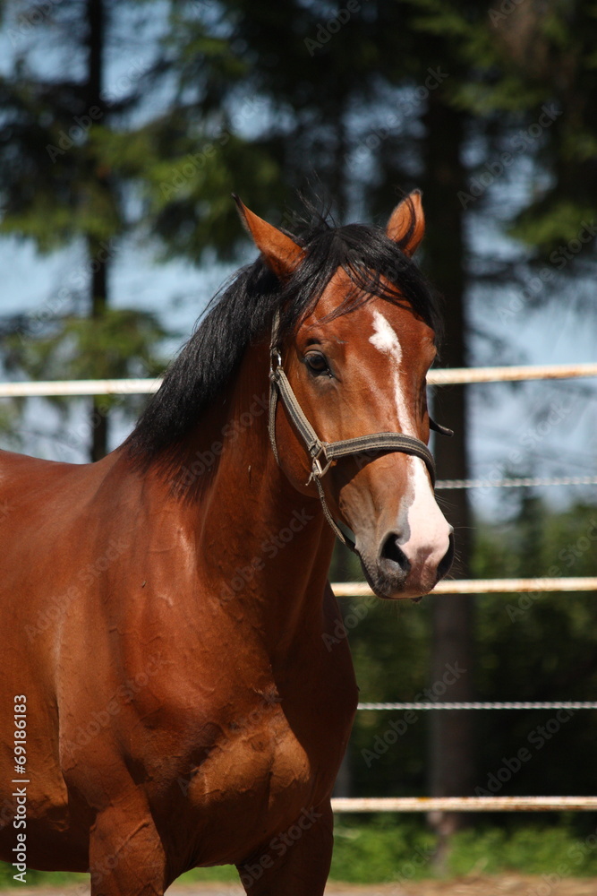 Naklejka premium Bay horse portrait in summer
