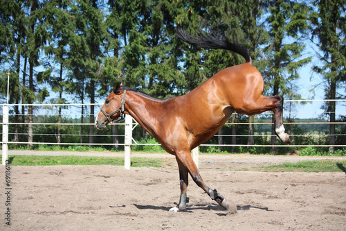 Horse playing in the paddock