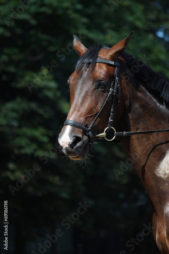 Bay beautiful sport horse with bridle portrait
