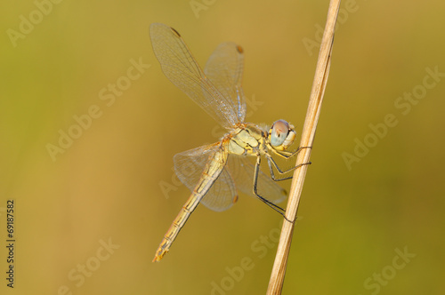 Libellula photo