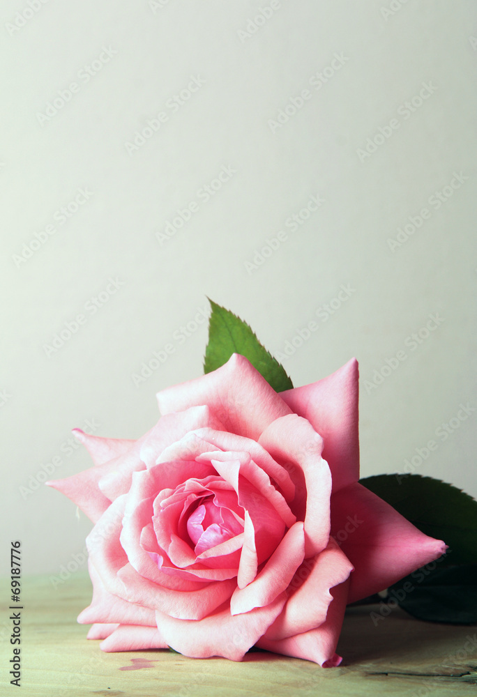Fototapeta premium rose