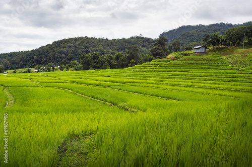 Terrace rice field over the mountain,thailand