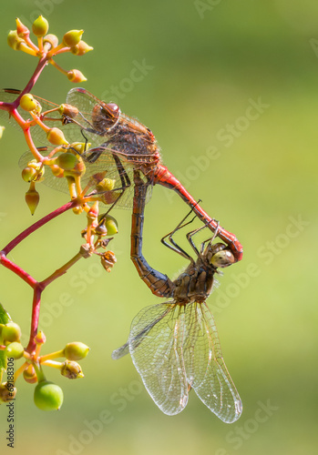 Dragonflies