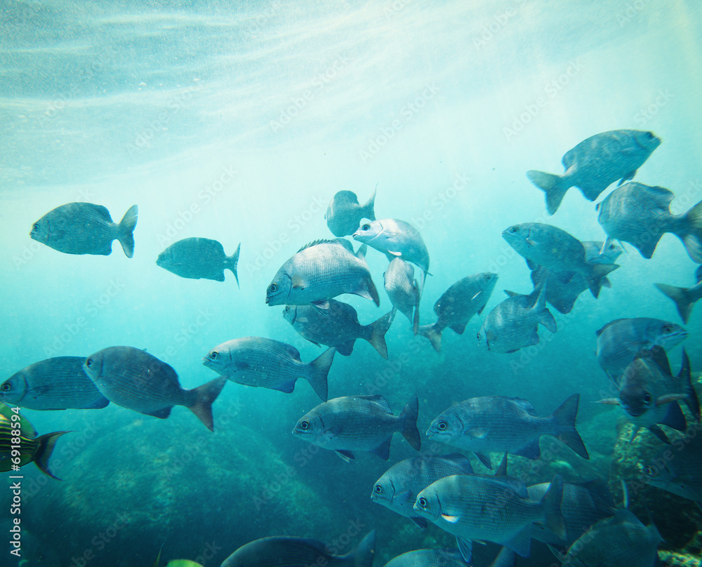 Fototapeta premium school of fish