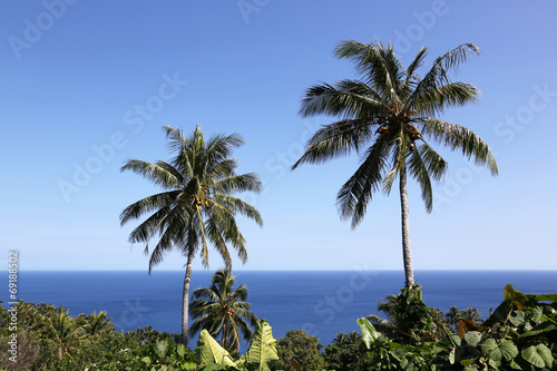 Palm Tree, Vanuatu