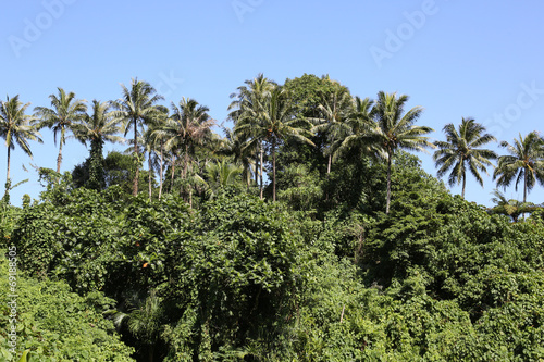 Jungle, Vanuatu photo