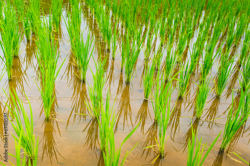 Terrace rice field over the mountain thailand