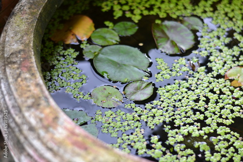 lotus leaf photo