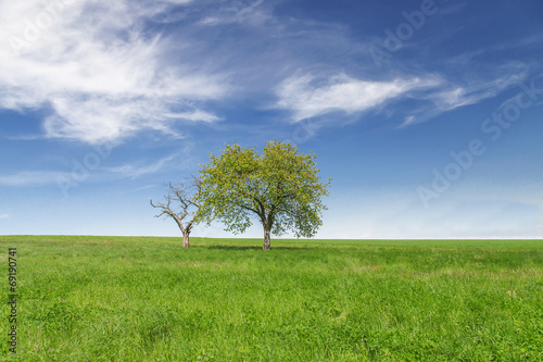 Field,trees and blue sky