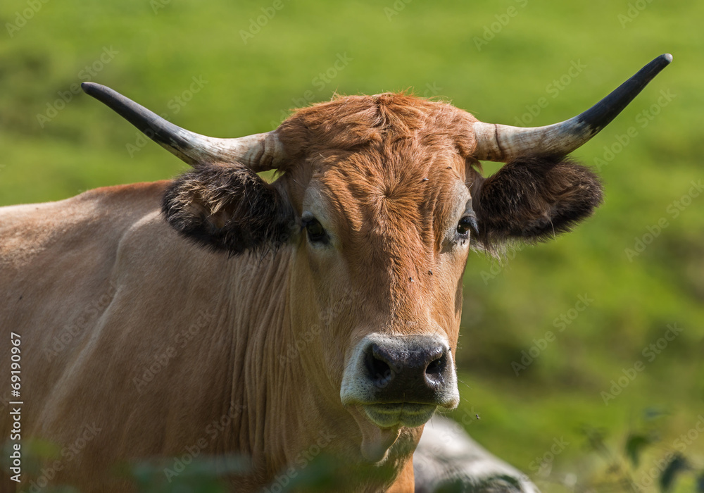 vache de race Aubrac