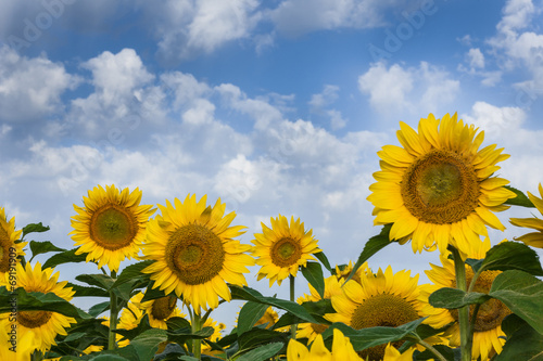 Sunflowers on a beautiful sky. Summer field.
