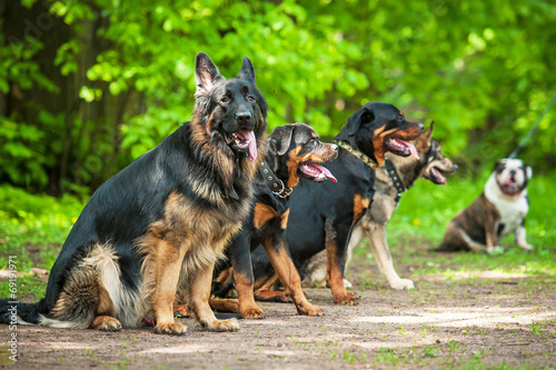 Canvas Print Group of dogs on obedience training