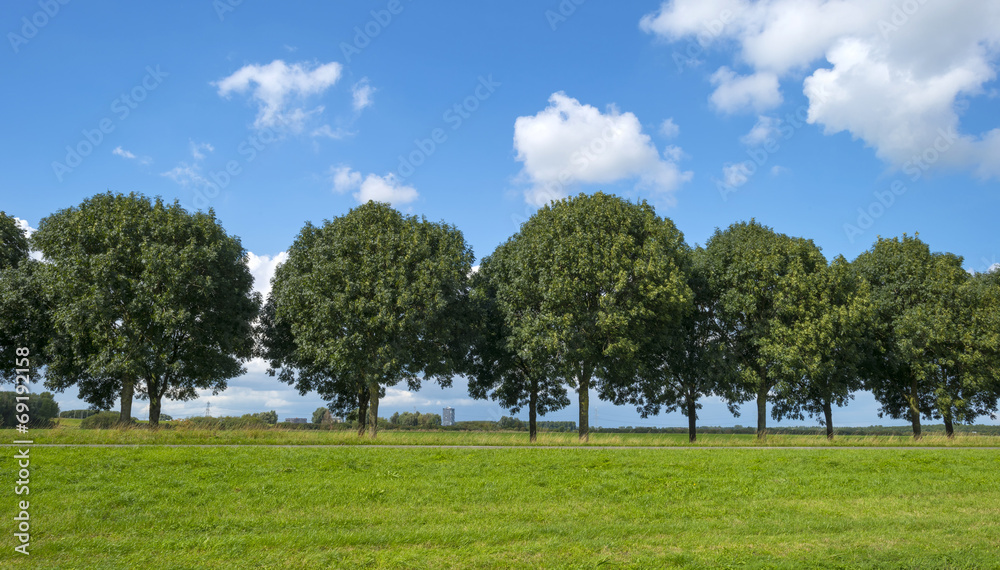 Trees along a road in summer