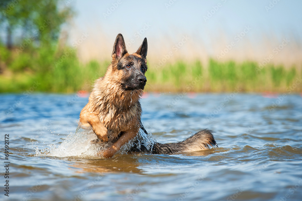 German shepherd puppy jumping in water German shepherd puppy jumping in water
