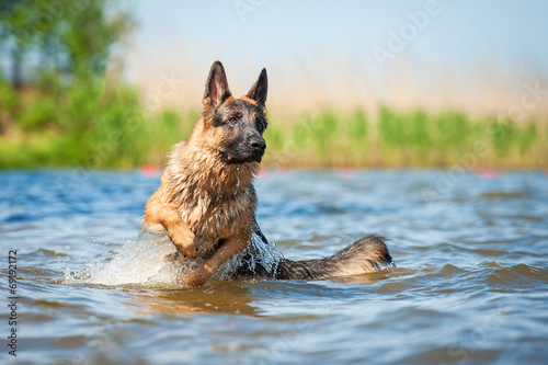 German shepherd puppy jumping in water