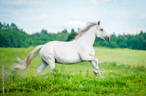 Fototapeta Beautiful white horse running on the summer field