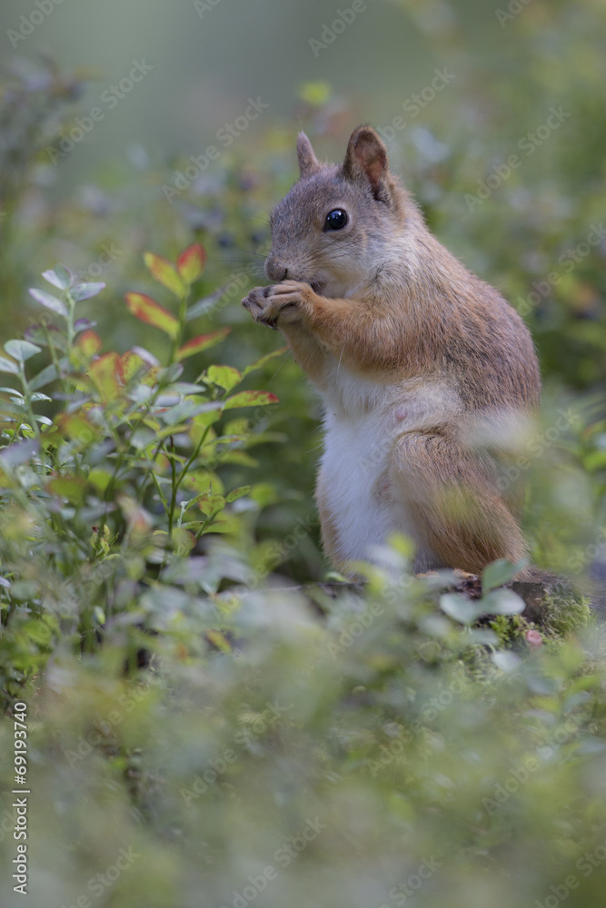 Obraz premium Knabberei beim Eichhorn