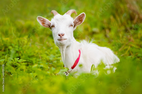 Принти на полотні white goat lying down