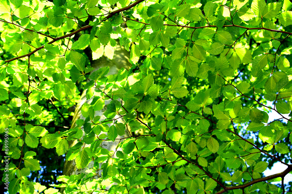 Fototapeta premium Beech leaves