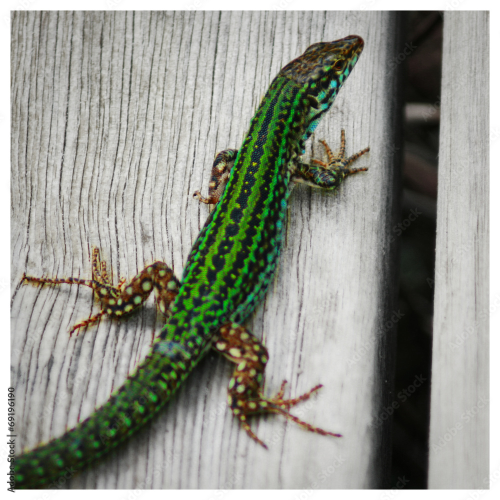 Naklejka premium Eidechse