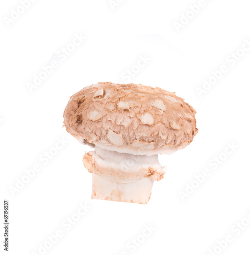 Close up of champignon mushroom.