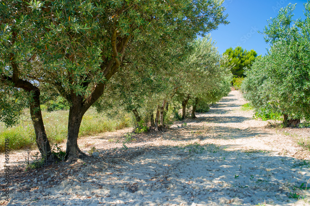 Fototapeta premium olive plantation
