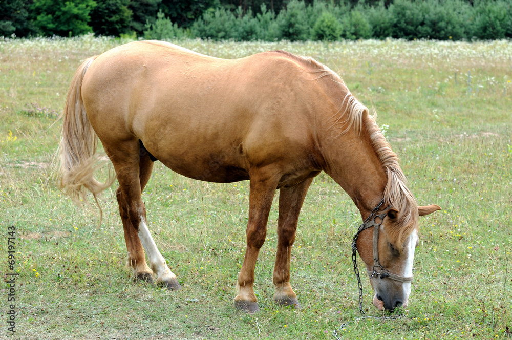 Horse. Horse.